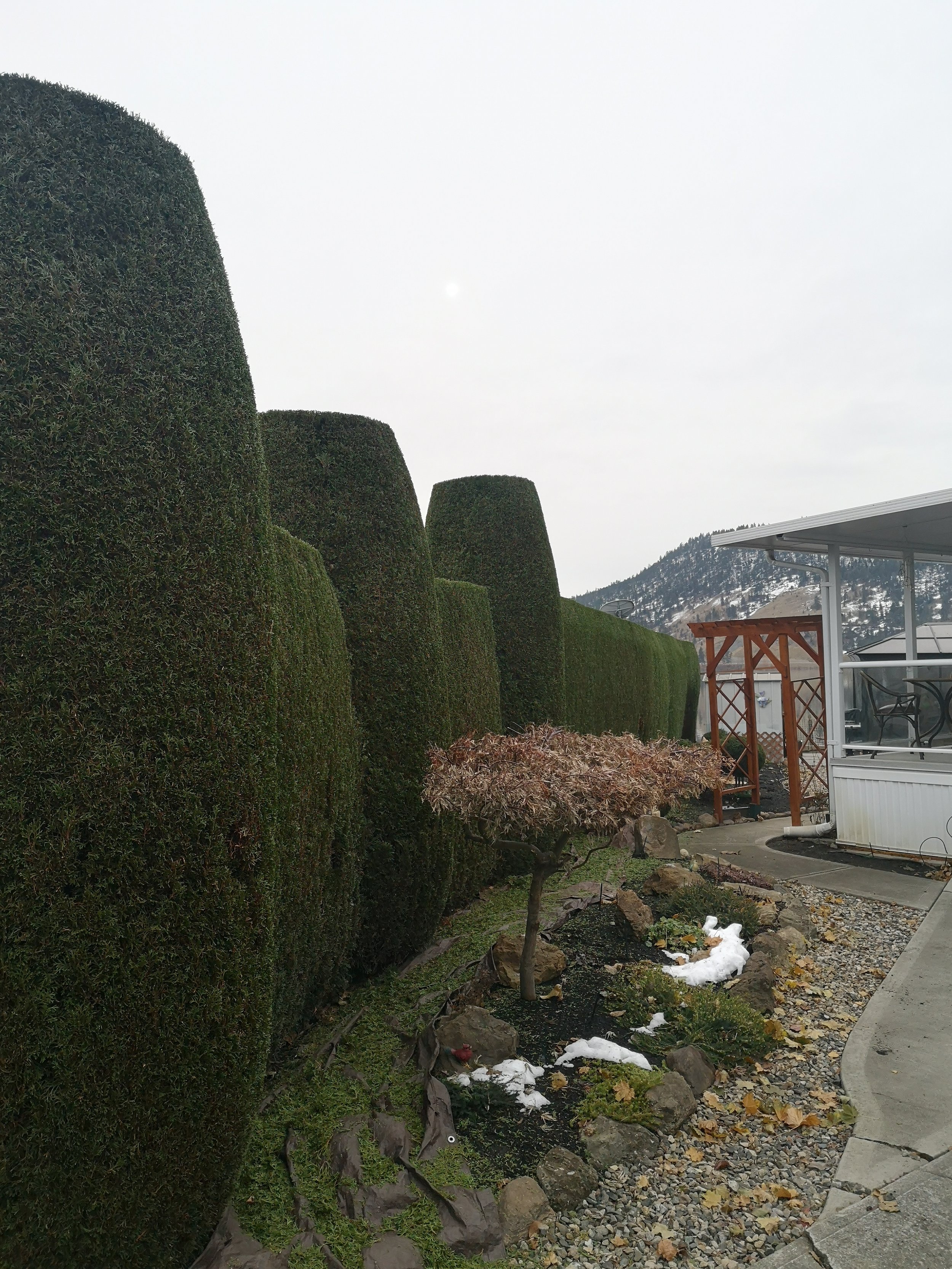 IMG_20201116_120244.jpg