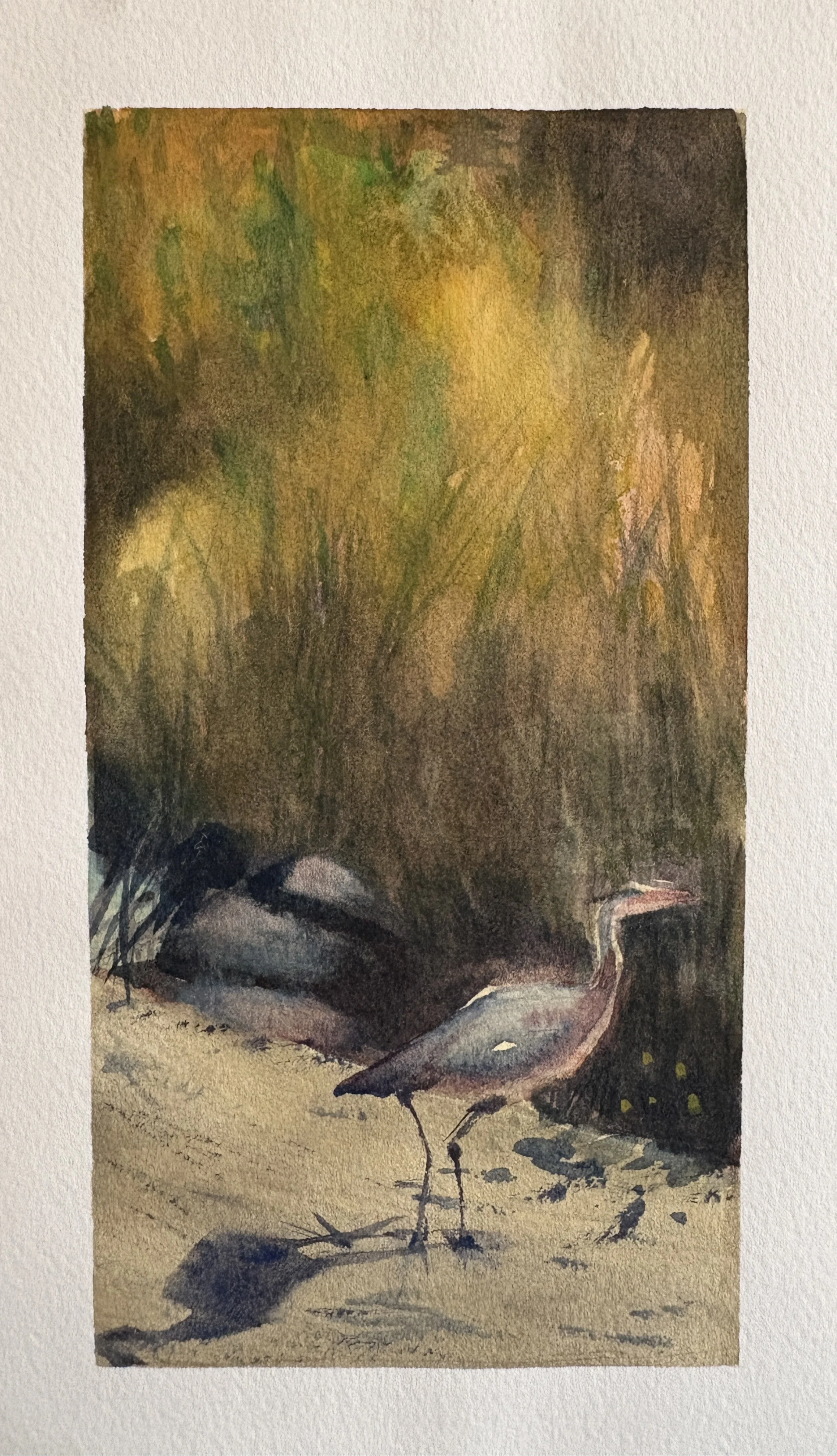 Great Blue Heron.JPG