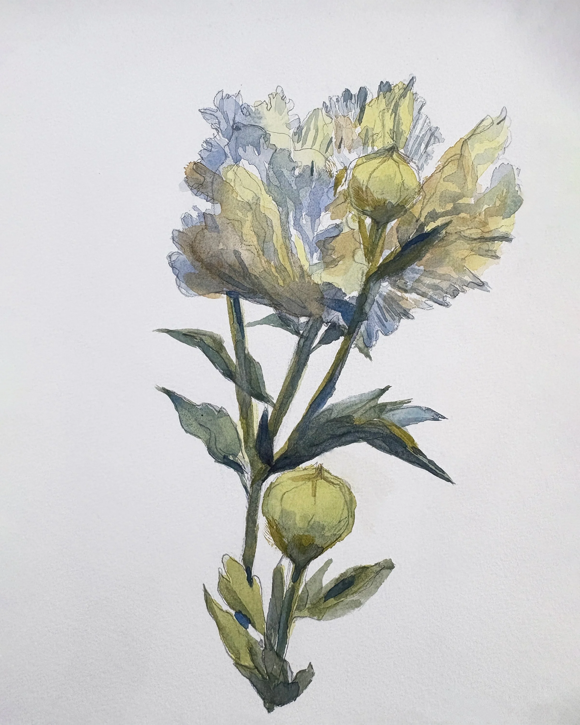 Matilija Poppy expanded.jpg
