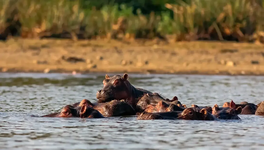 naivasha-hippos-family-africa.webp