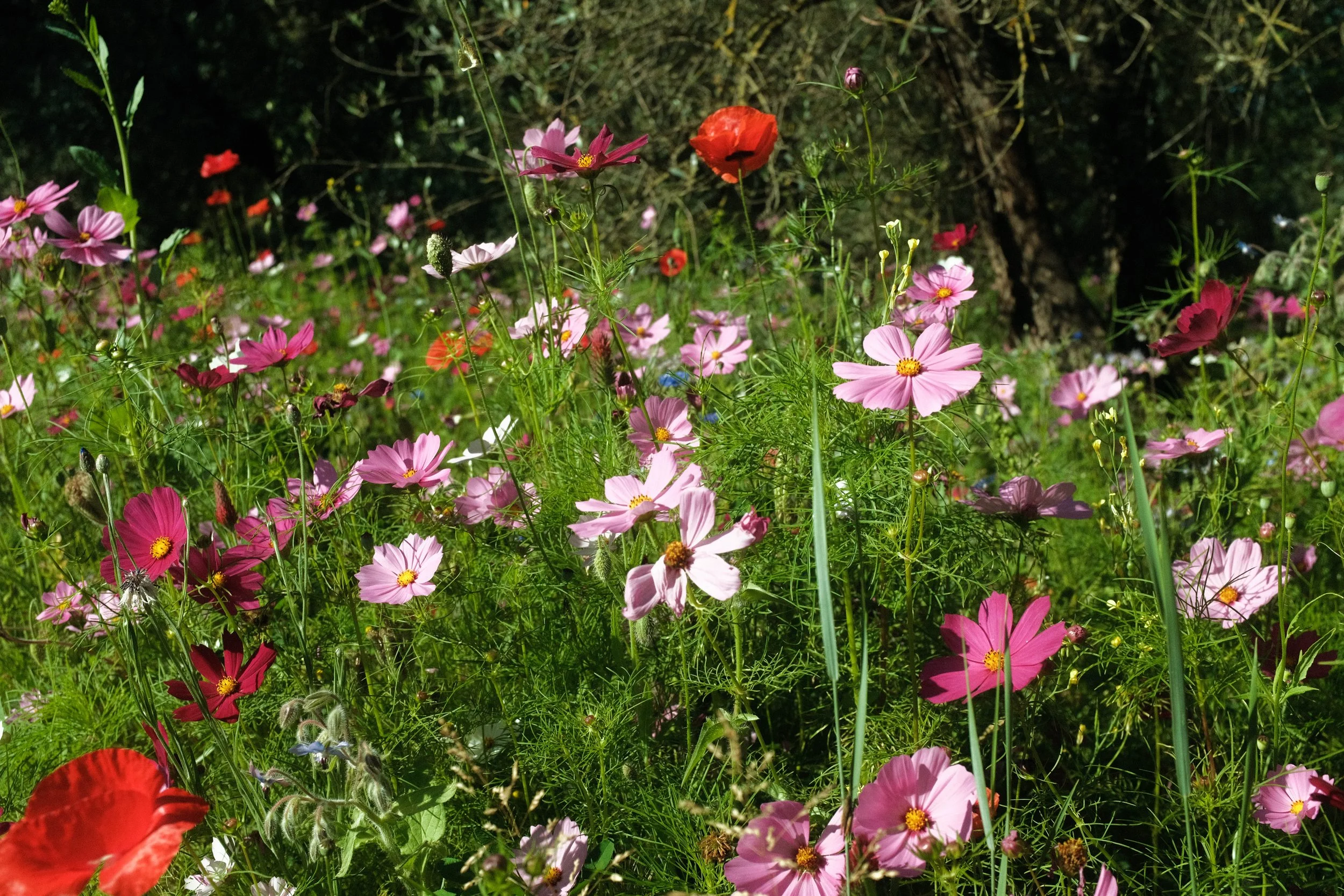 DSCF7087.jpg
