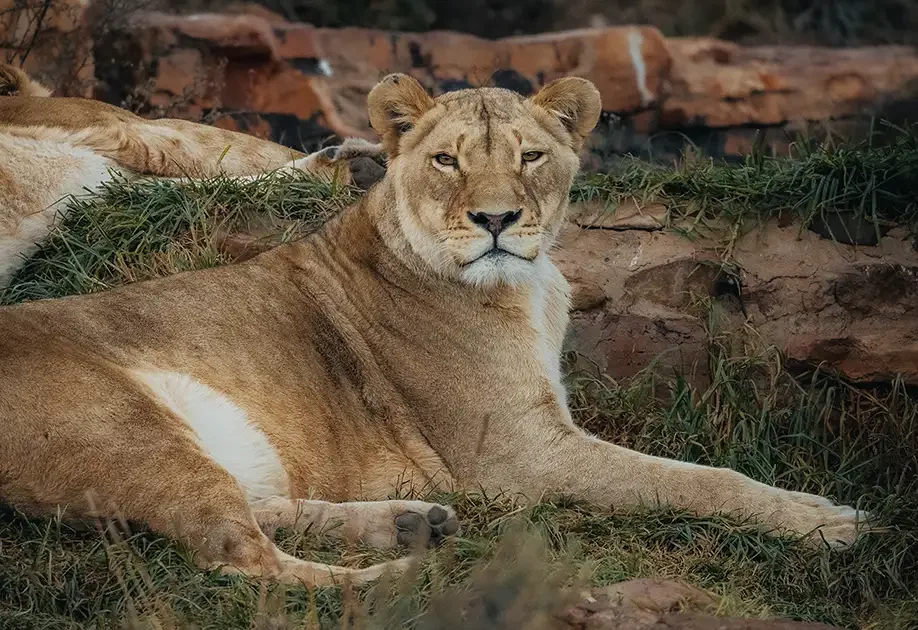 Lioness-at-Aquila-Private-Game-Reserve-Big-5-Safari.webp