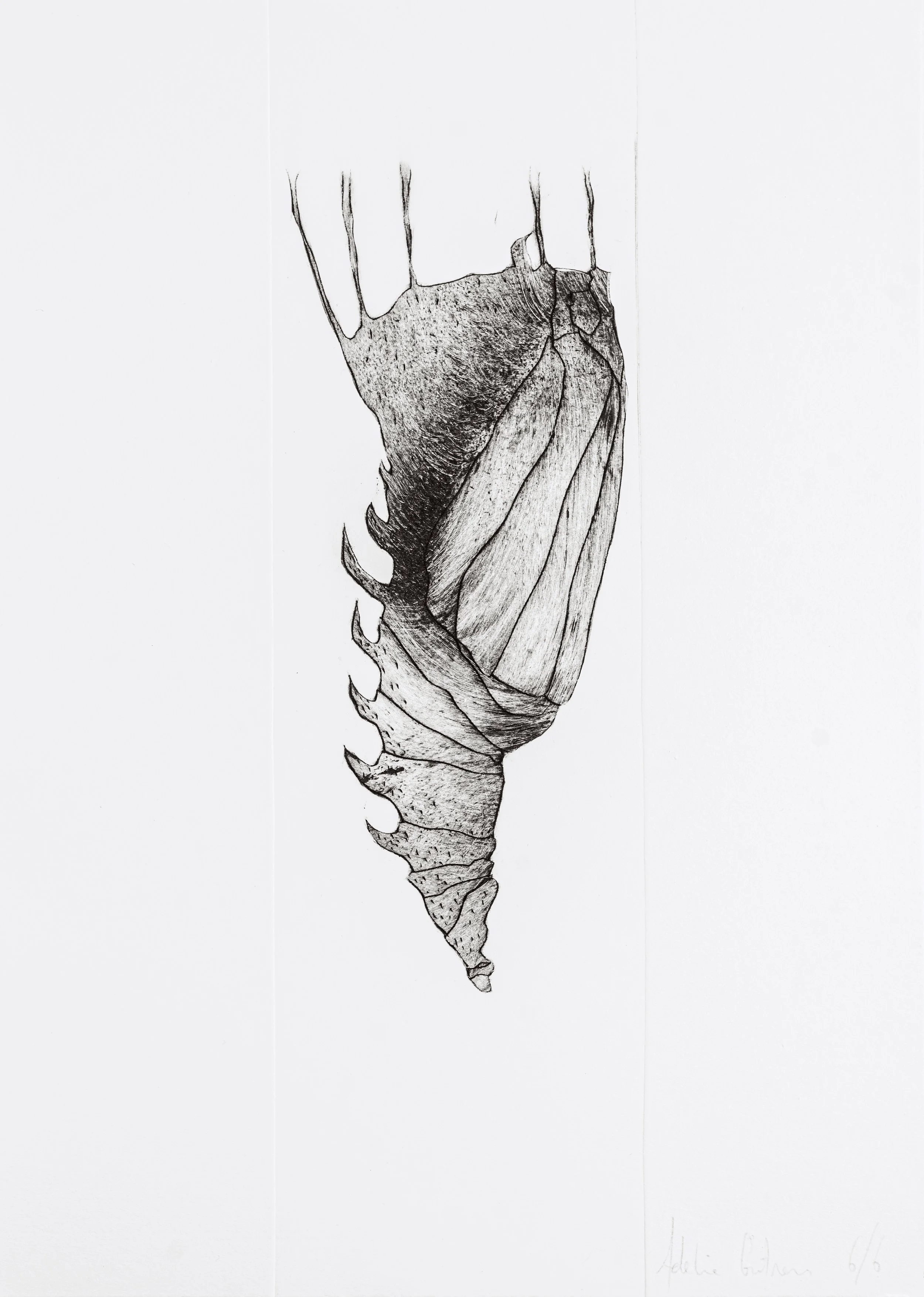 Dessin en noir et blanc d'une coquille de coquillage, vue de profil, montrant les détails de la texture et des spirales.