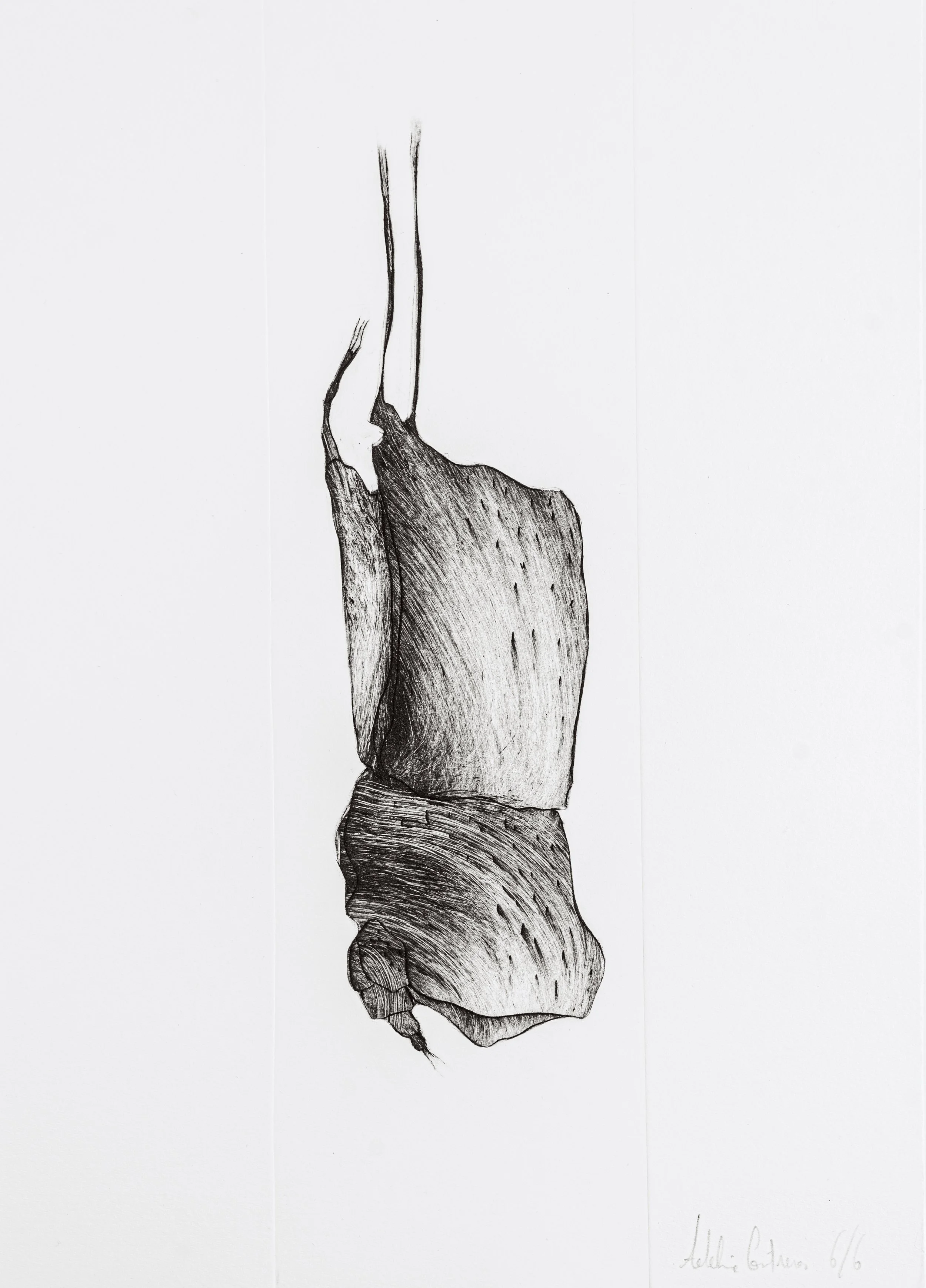 Dessin en noir et blanc d'une main dont les doigts pointent vers le haut, avec des détails dans la texture de la peau.
