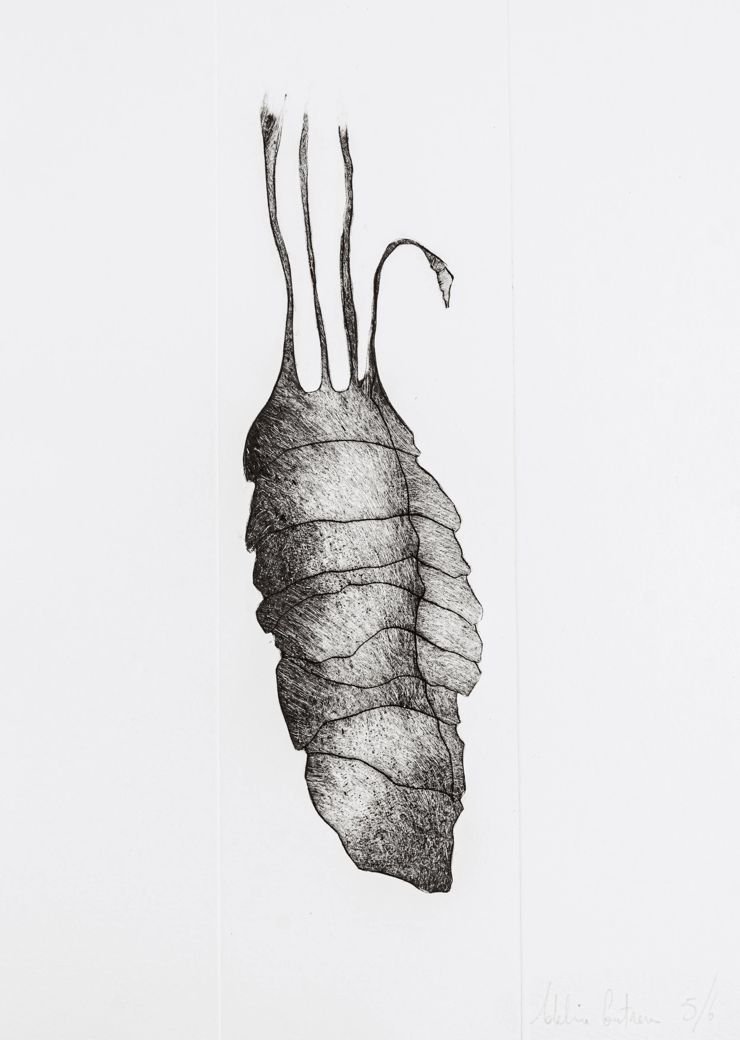 Dessin en noir et blanc représentant un cœur humain avec des vaisseaux sanguins prolongés