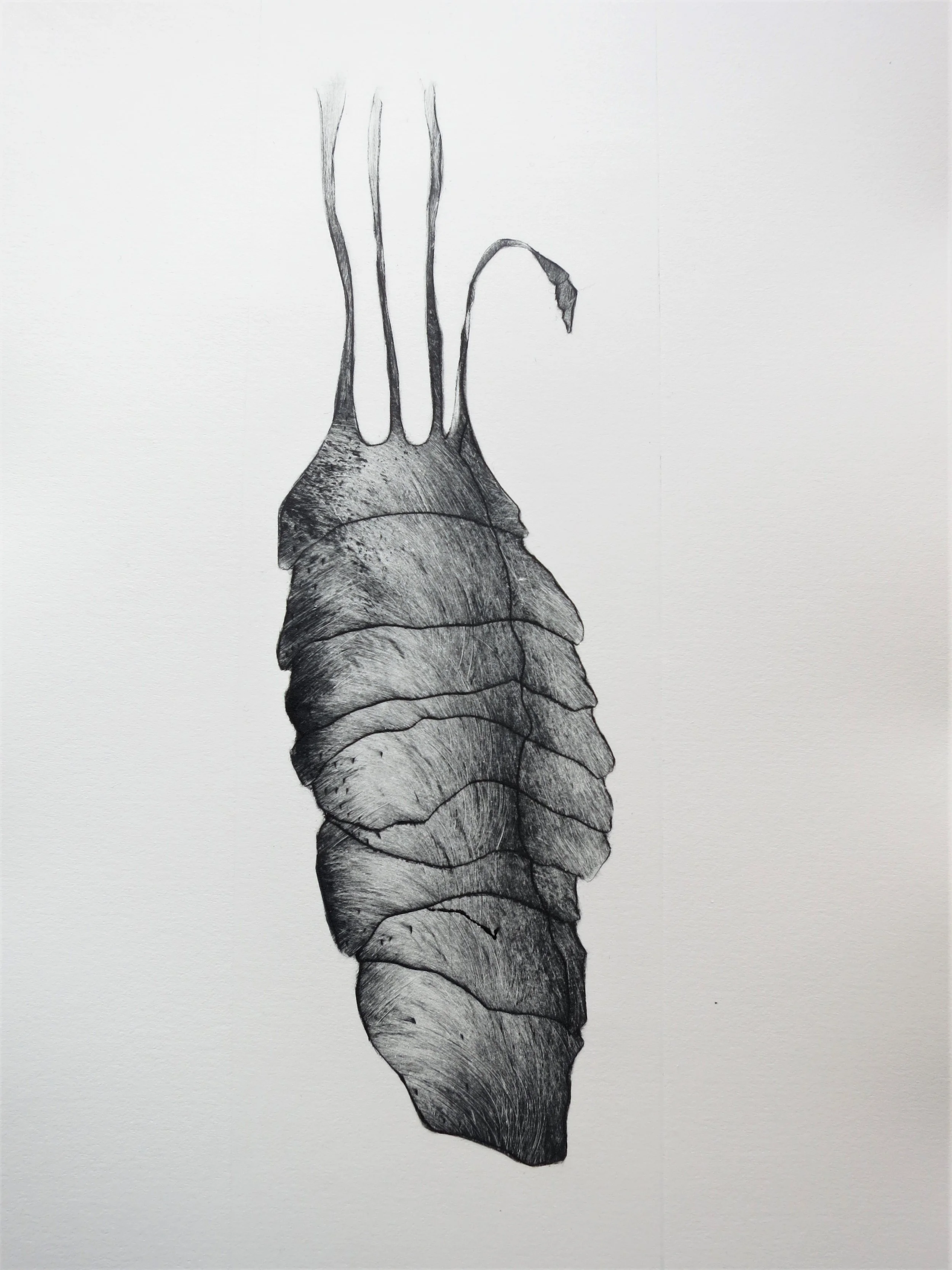 A.Contreras Estampe 8.JPG