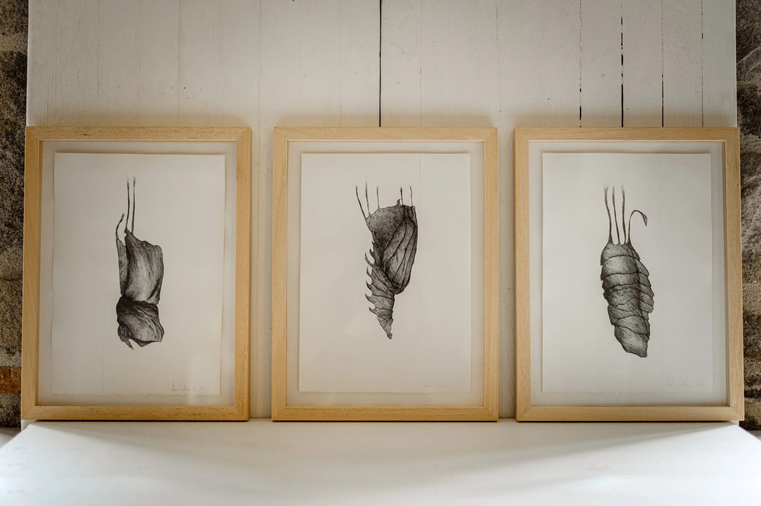 Trois dessins d'insectes suspendus dans des cadres en bois, avec un fond blanc. Les insectes sont représentés en noir et blanc.
