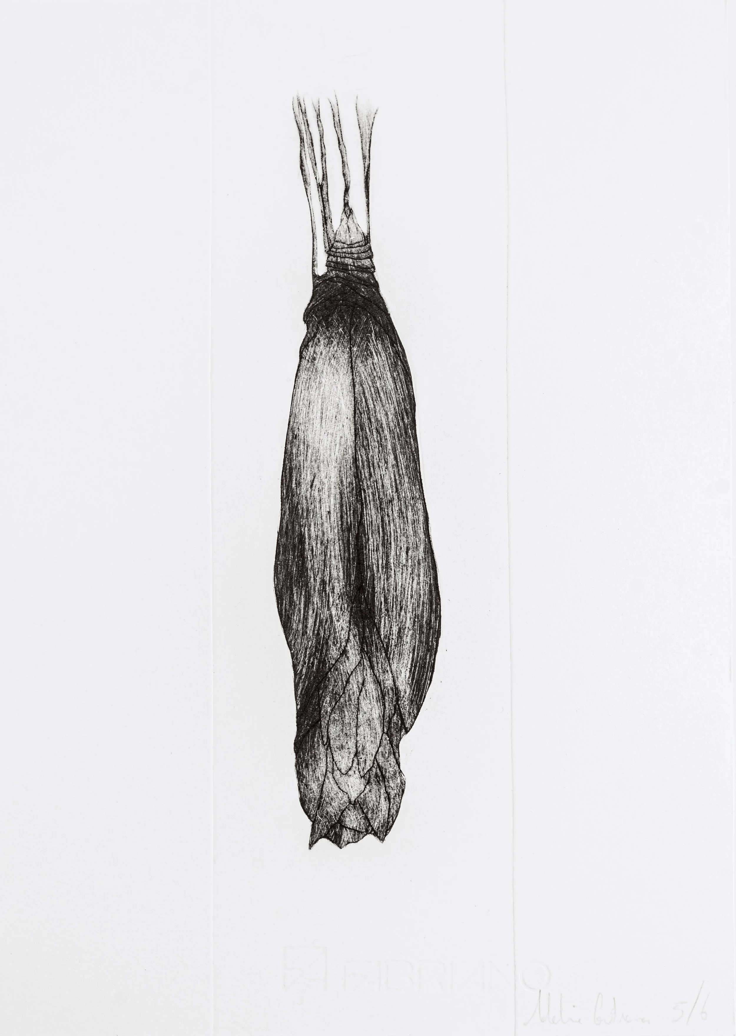 Dessin en crayon d'une plume d'oiseau detaille, avec des nuances et textures.
