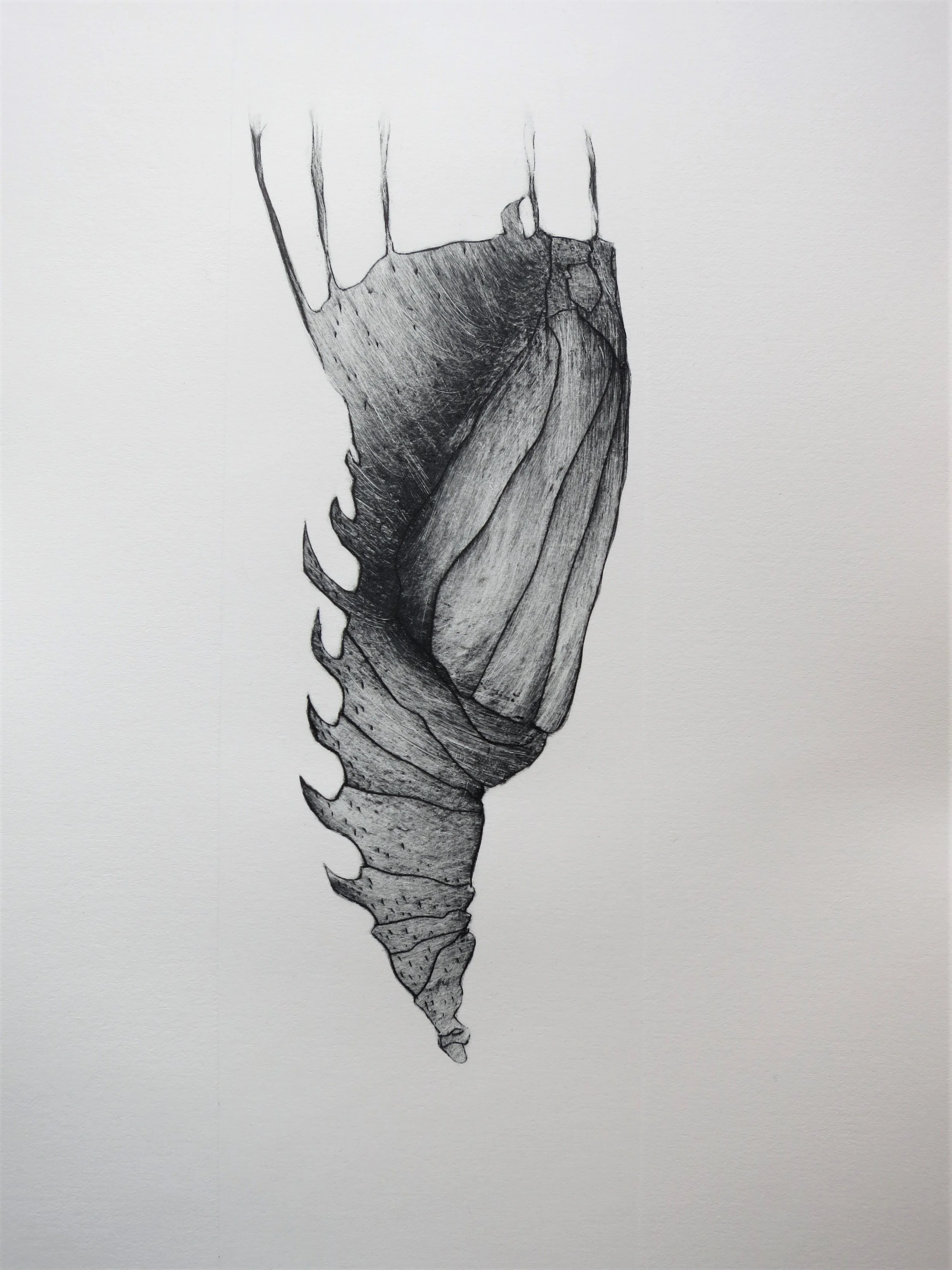 A.Contreras Estampe2.JPG