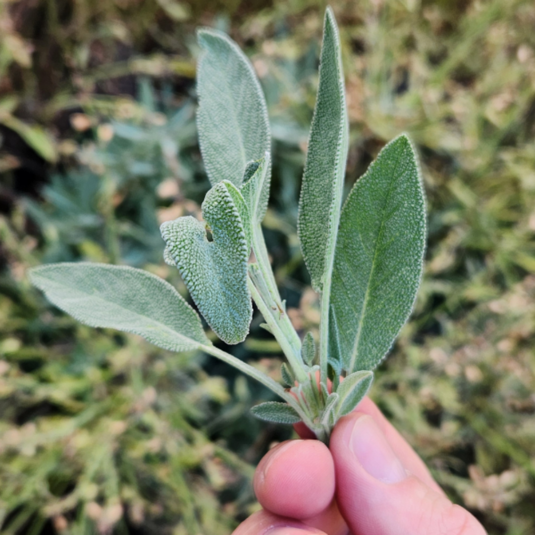 Herbal Medicine - Beyond The Protocols