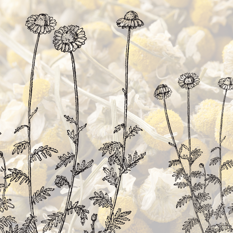 Herbs for Ulcers &amp; Digestive Healing