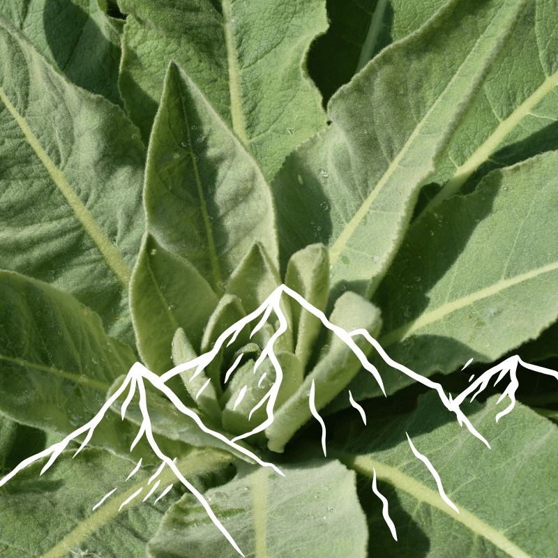 Medicinal Plants of the Wasatch Front and How They Inform My Clinical Herbal Practice