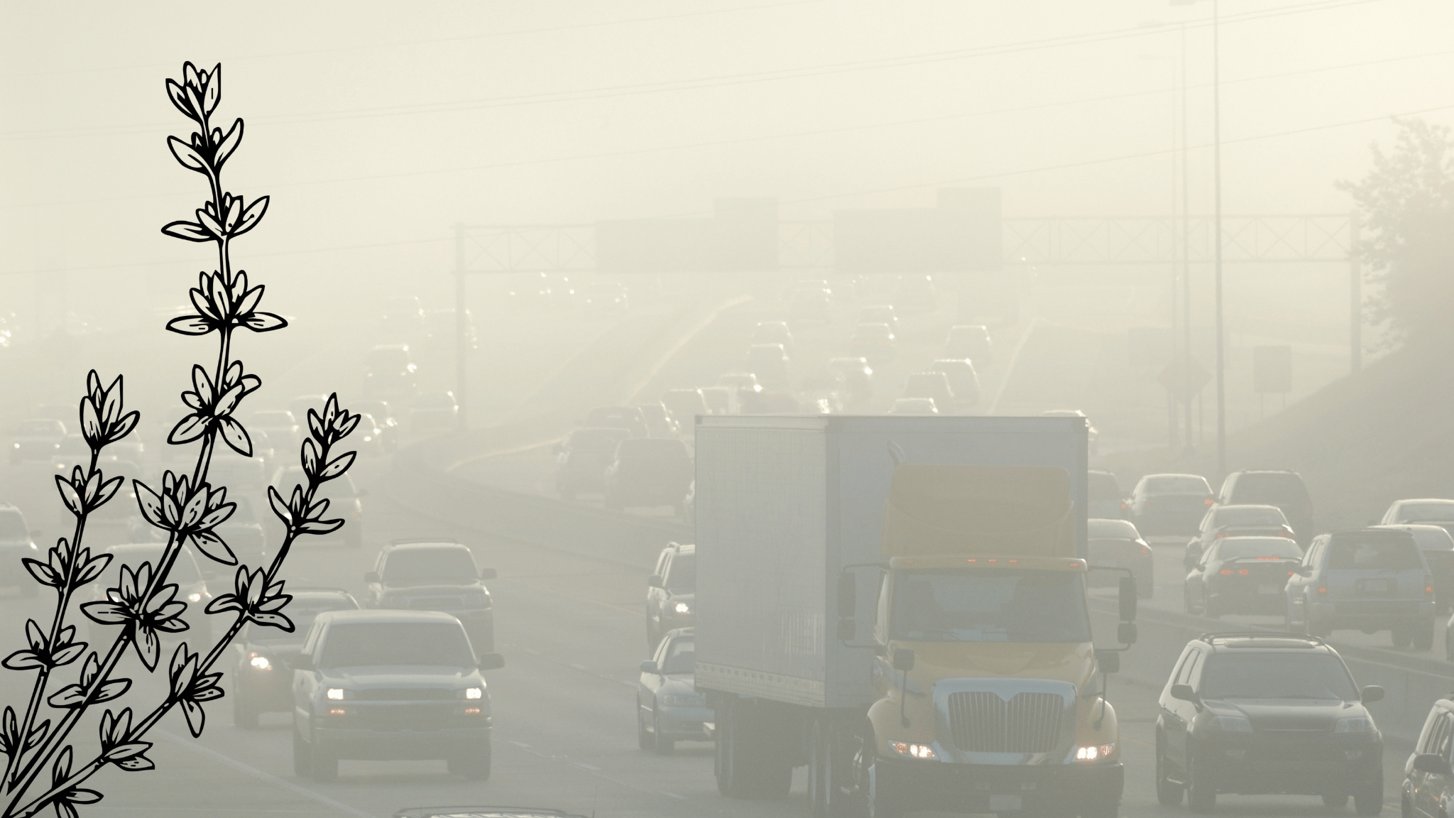 Poor Air Quality and Stress: How Smoke, Inversion, and Pollution Strain the Whole Body (and How Herbal Medicine Can Help)