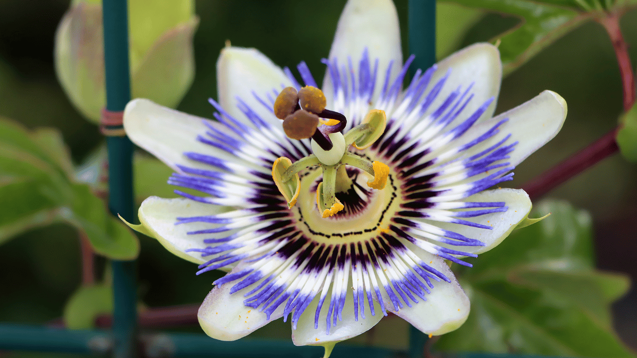 Can't Sleep Because of Stress? A Salt Lake City Herbalist's Guide to Herbal Medicine for Every Type of Insomnia