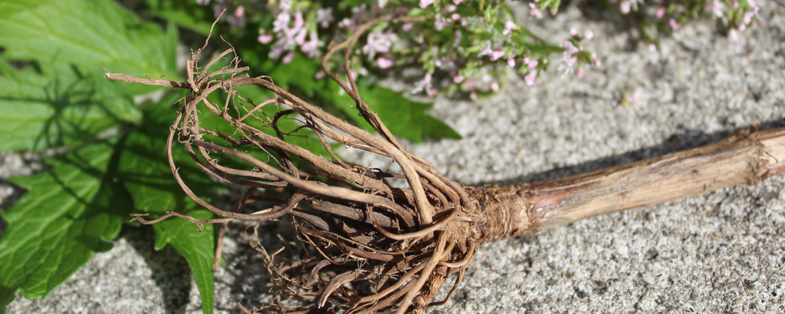 Herbal Medicine and Better Sleep: Three Ways the Plants Help You Rest