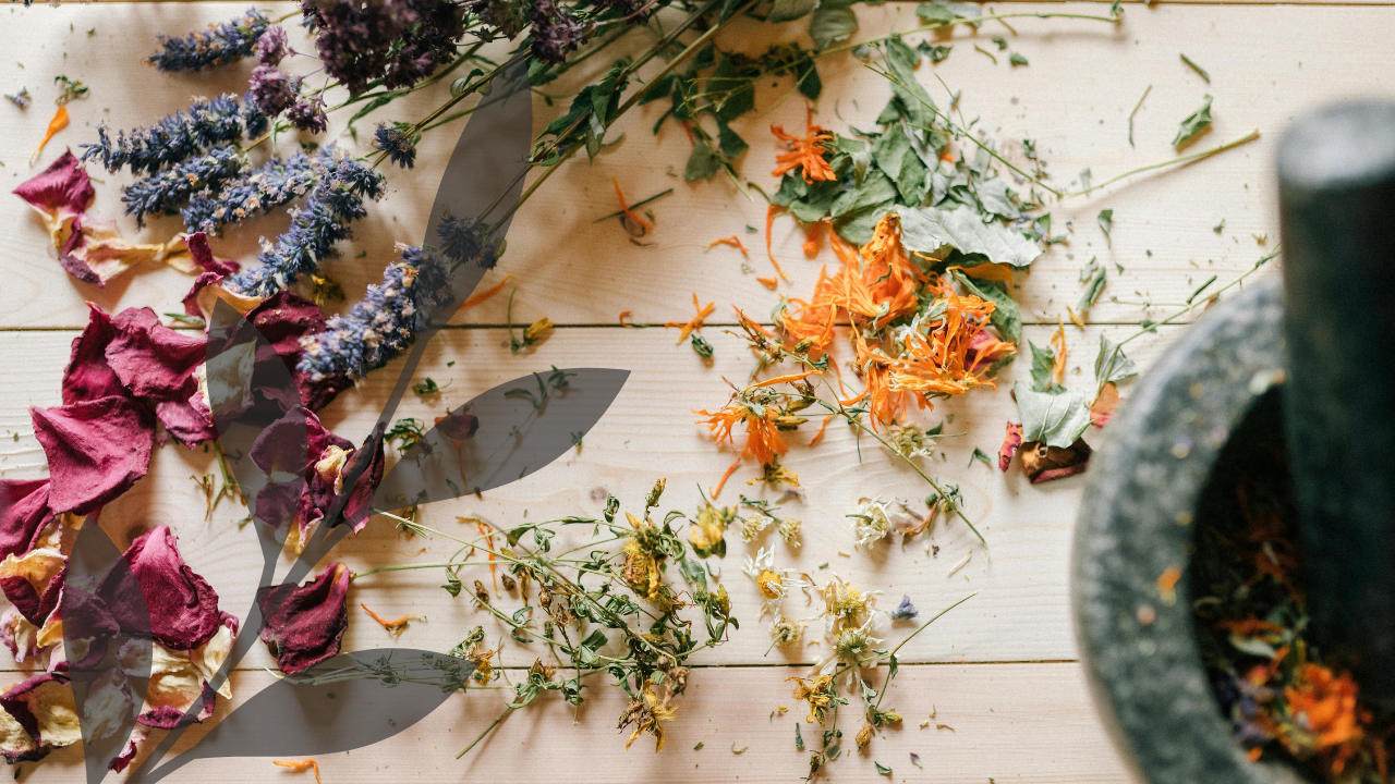 Herbal Support for DP/DR · Depersonalization, Derealization, and Nervous System Resilience