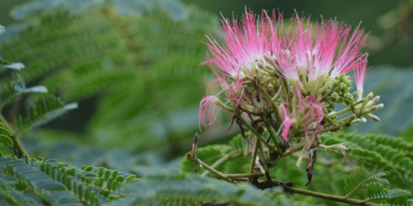 Heavy Heart · Herbal Support for Grief and Emotional Overwhelm