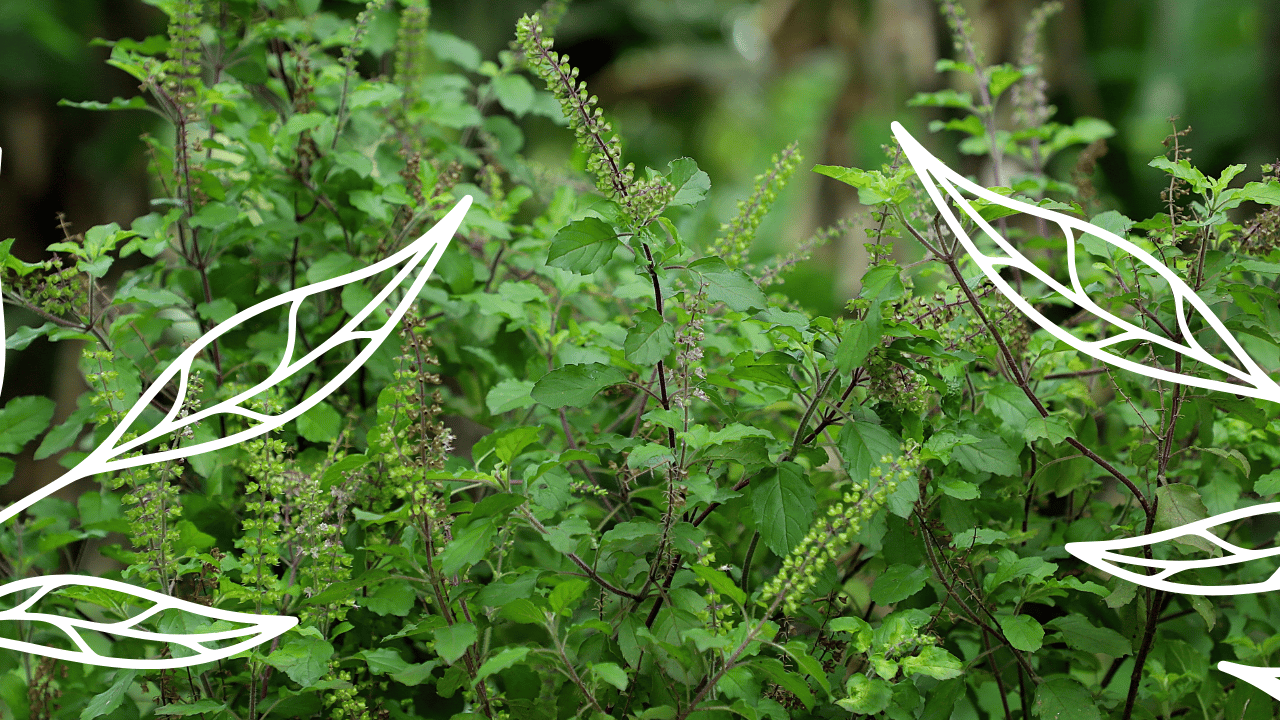 A dense green shrub with small leaves and tiny purple flowers, with white line art of leaves overlaid on the image.