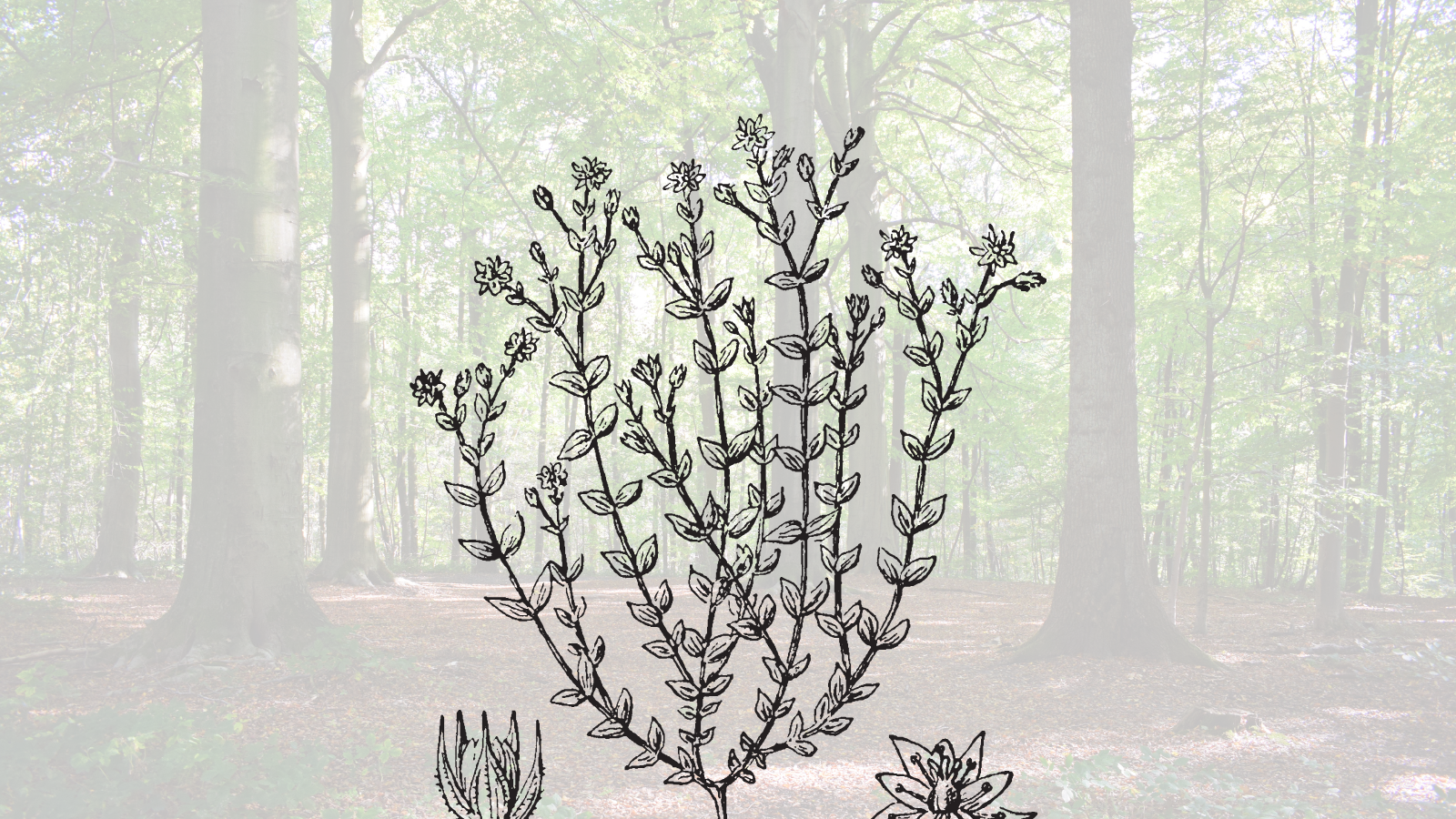 Ancient grove of medicinal trees