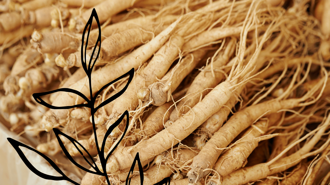 A pile of ginseng roots with some illustrated black leaves overlay