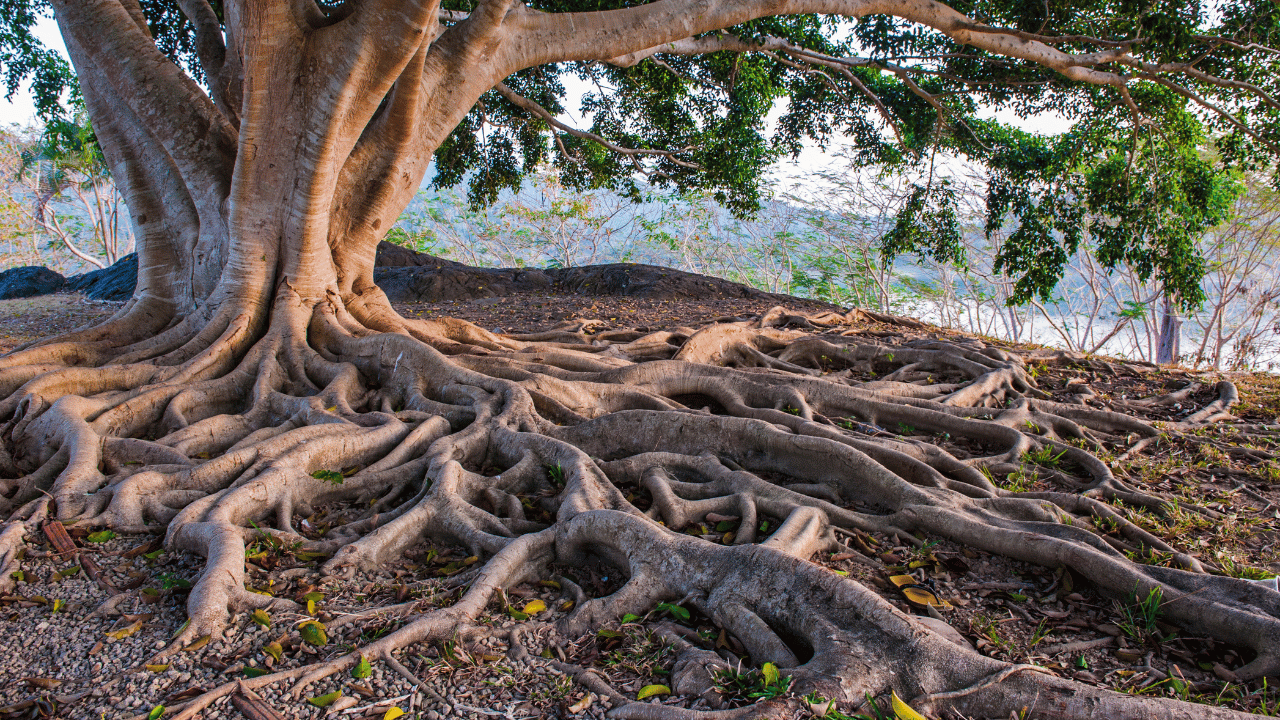 The Root of Illness - Chronic Stress