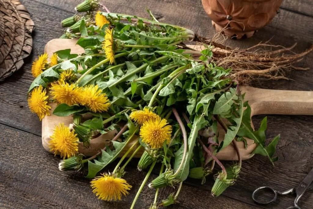Fresh dandelions with yellow flowers and green leaves on a wooden cutting board.