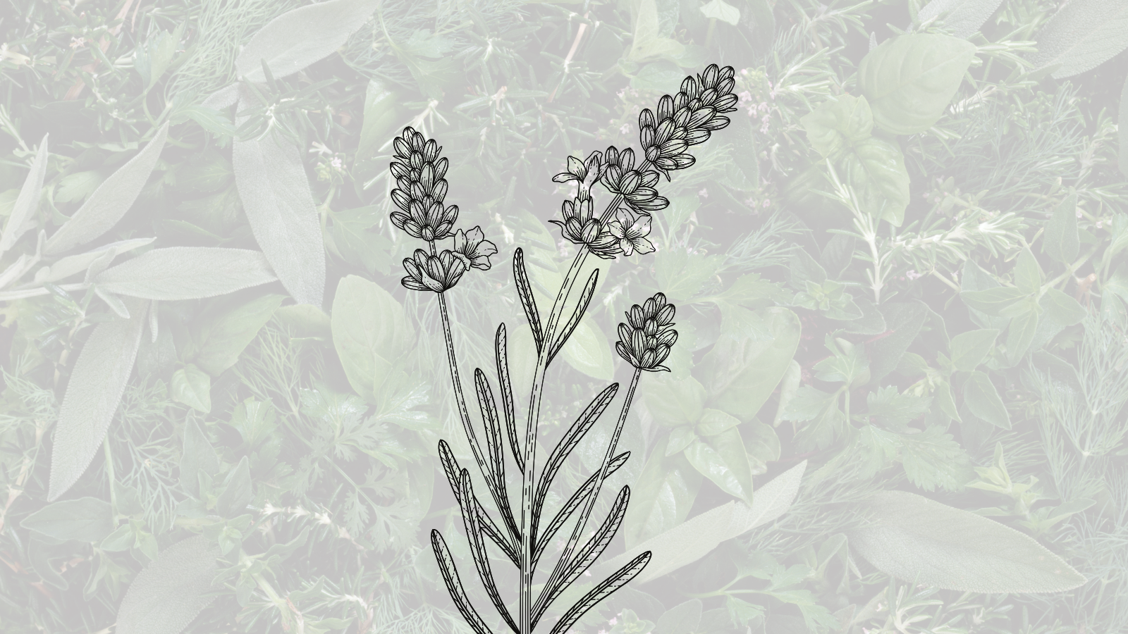Illustration of lavender flowers over blurred greenery background.