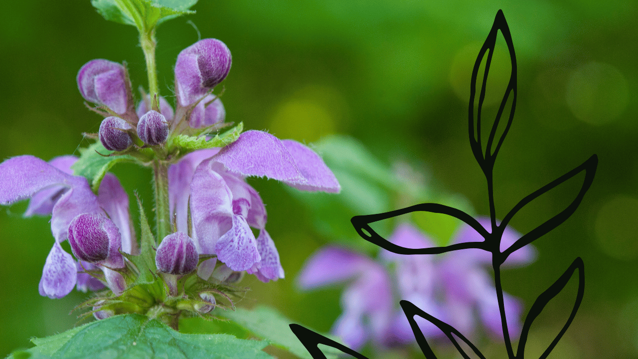 Close-up of purple flowers with green leaves and a blurred green background, with a black line drawing of leaves overlaid.