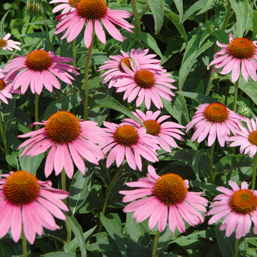 Pink Echinacea flowers with orange centers and green leaves in a garden.