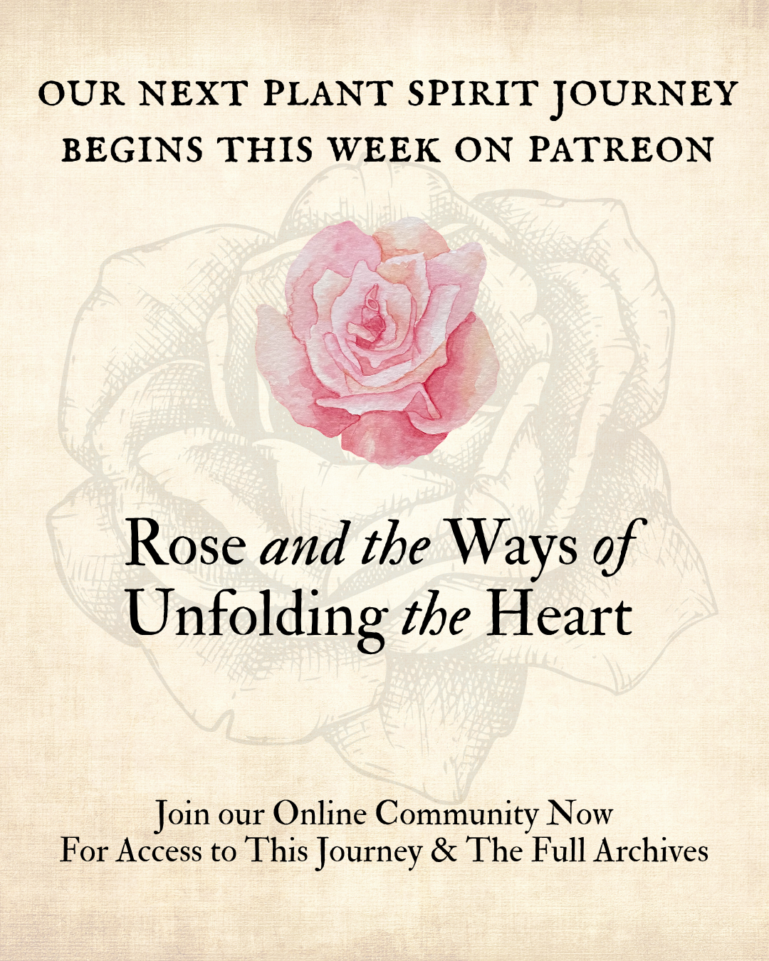 Announcement about a plant spirit journey on Patreon, featuring a pink watercolor rose over a sketch of a rose.