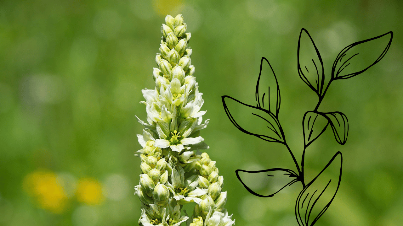 A green and white flowering plant with a tall spike and green buds, with a black line drawing of leaves overlaying the right side.