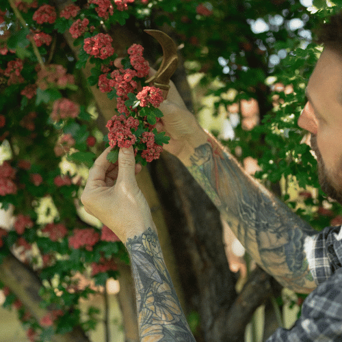 Person holding a small branch with red berries and green leaves.