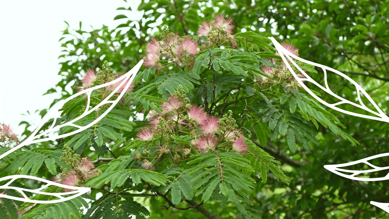 Close-up of a tree with green compound leaves and pink fluffy flowers, surrounded by additional greenery.