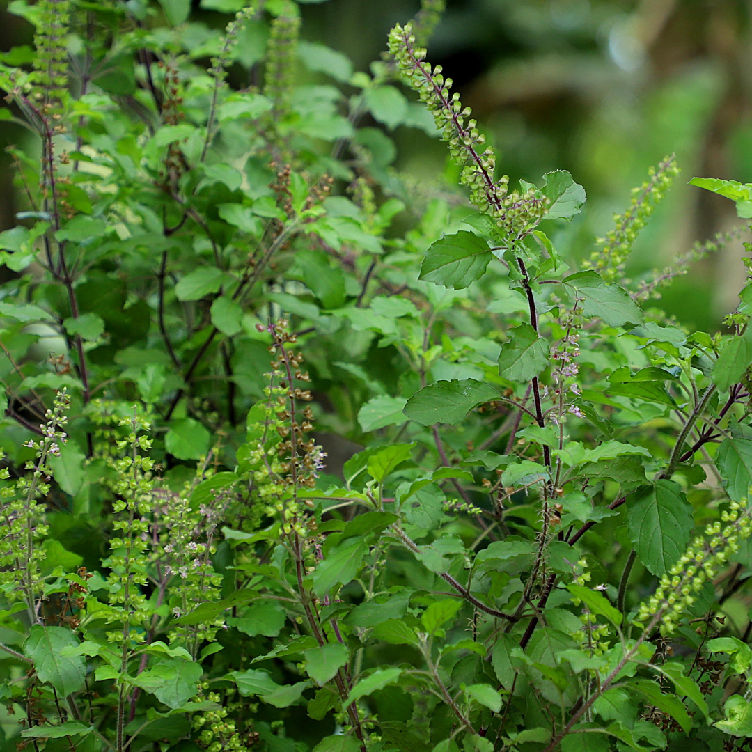 Close-up of green leafy plant with small purple flower spikes.