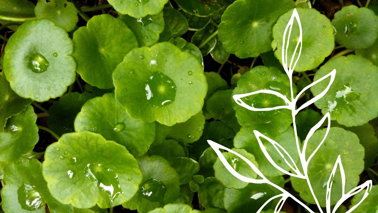 Close-up of green, round leaves with water droplets on top, some with small holes and tears, with a white line drawing of a leafy branch overlayed on the right side.