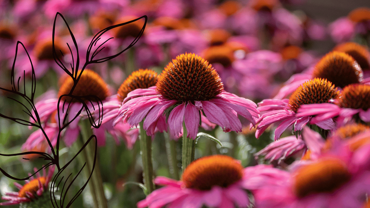 Close-up of pink coneflowers with orange centers in a garden, with a black line drawing of leaves overlaid on the left side.