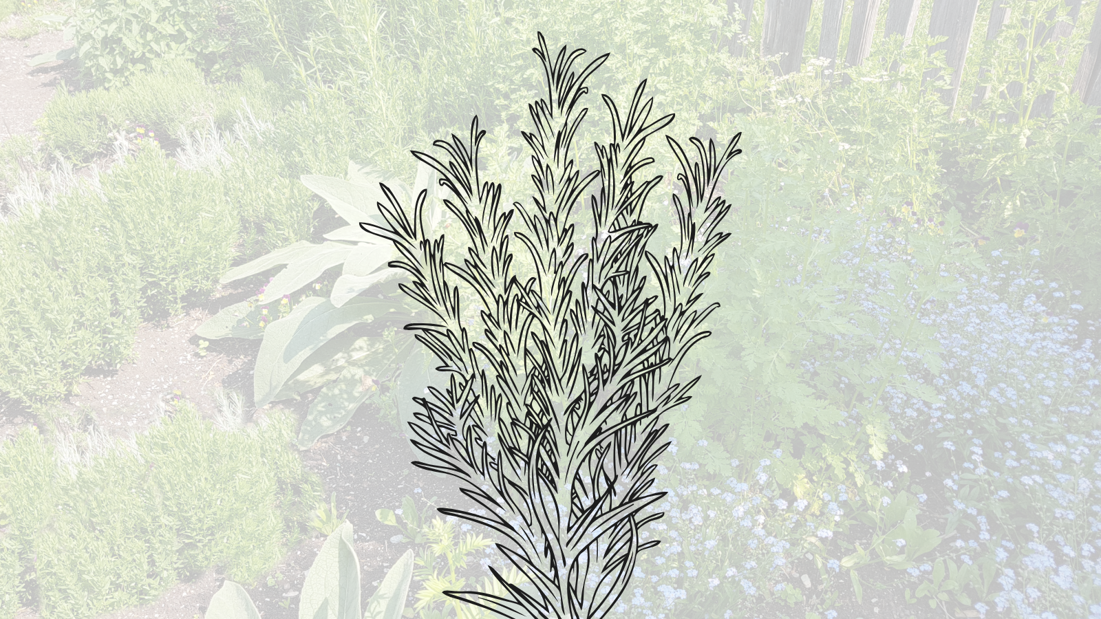 medicinal herb garden avenues salt lake city utah