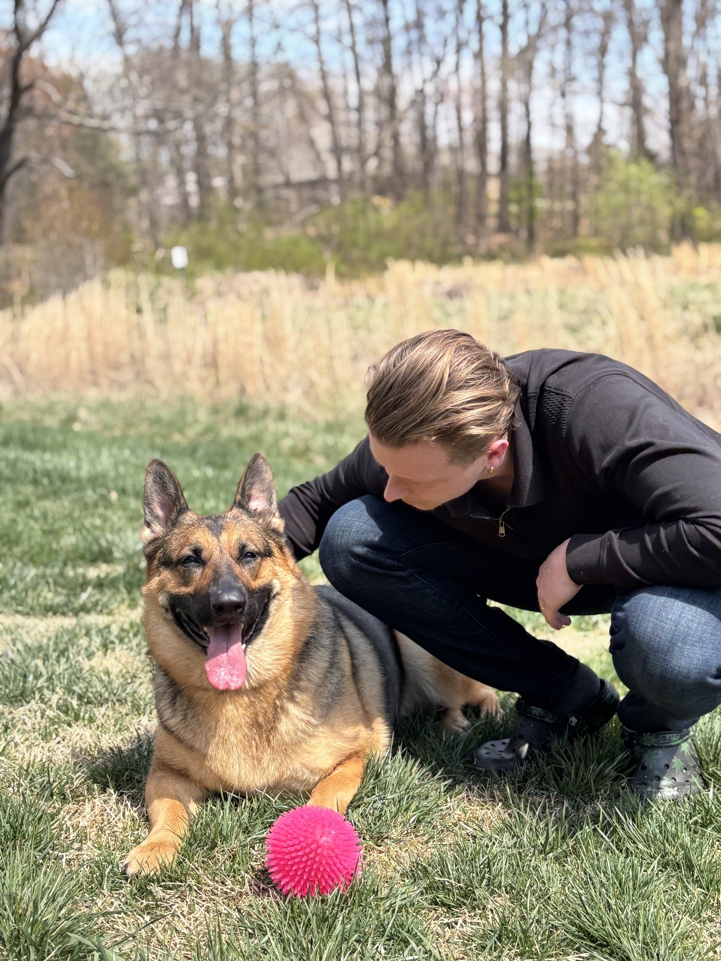 A person crouching on the grass next to a German Shepherd holding a pink spiky ball, with a wooded background.