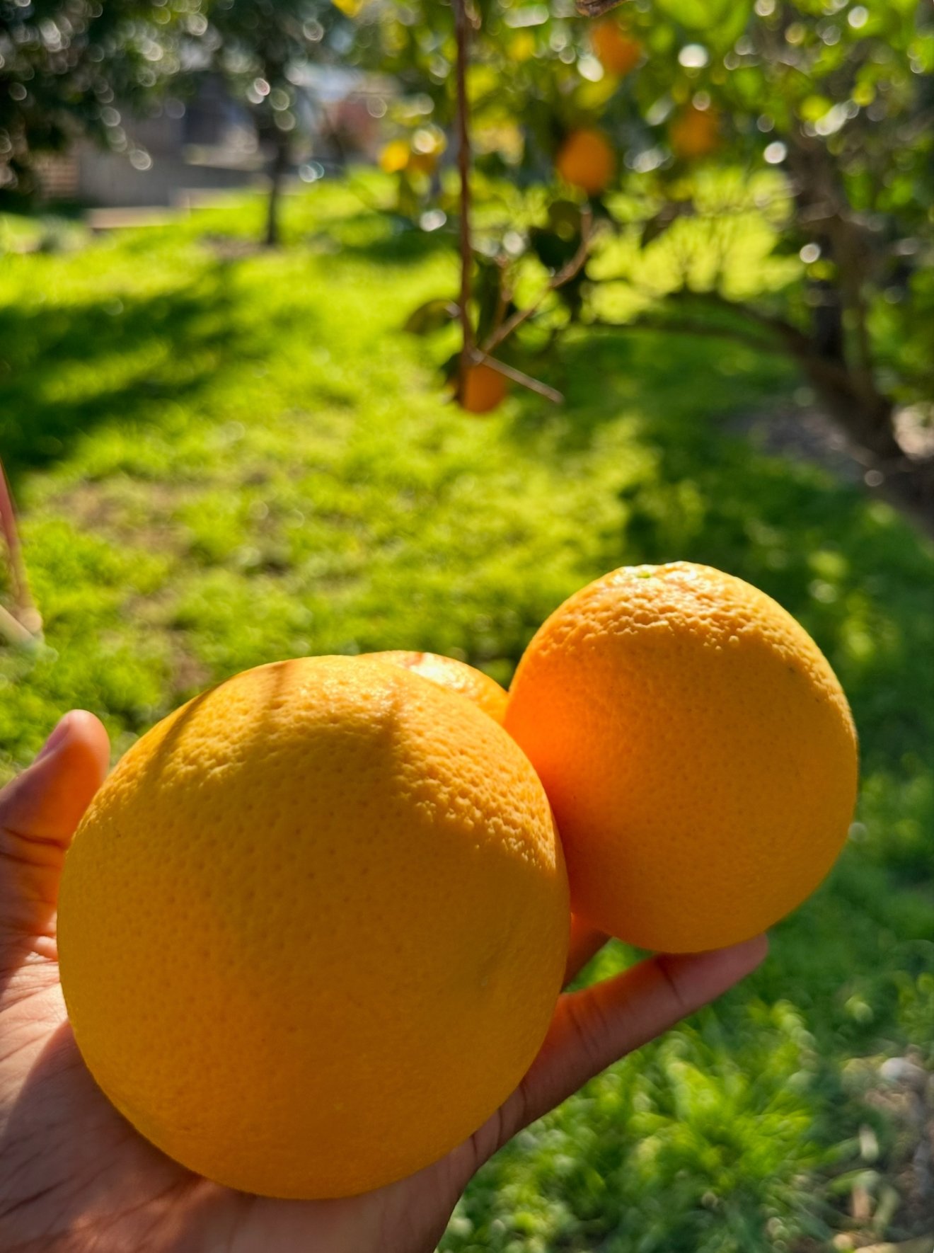 Oranges