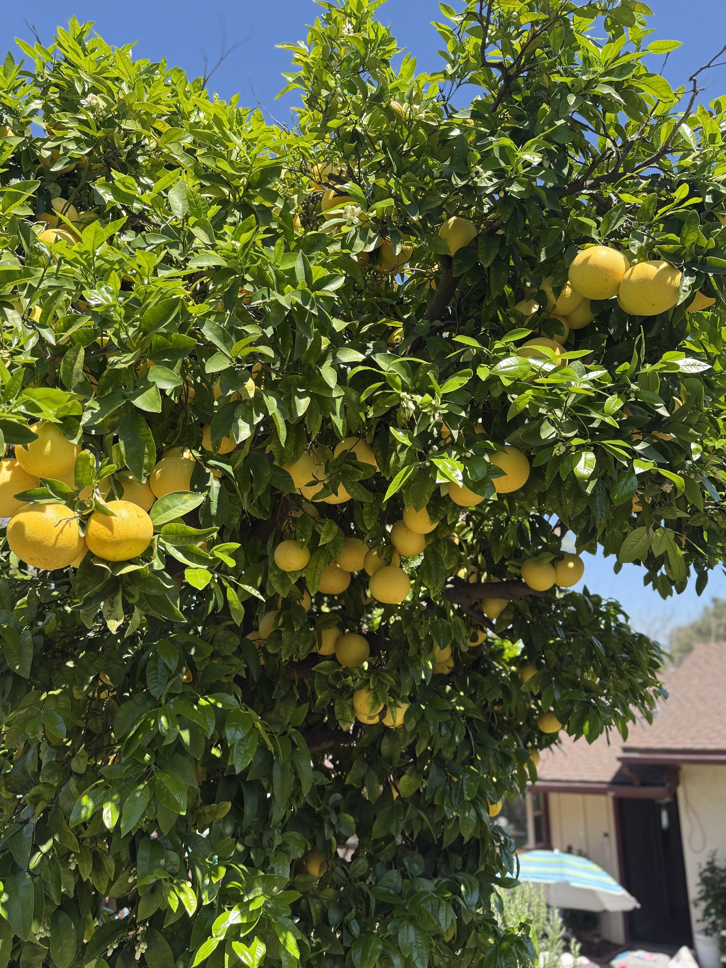 IMG_4047.jpeg