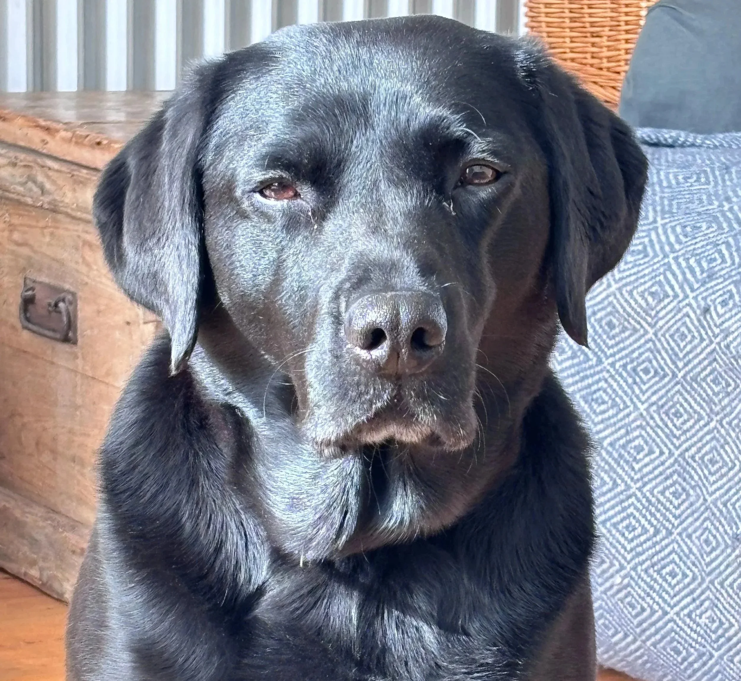 How Old Is Your Dog? (and why you may need more Vitamin S)