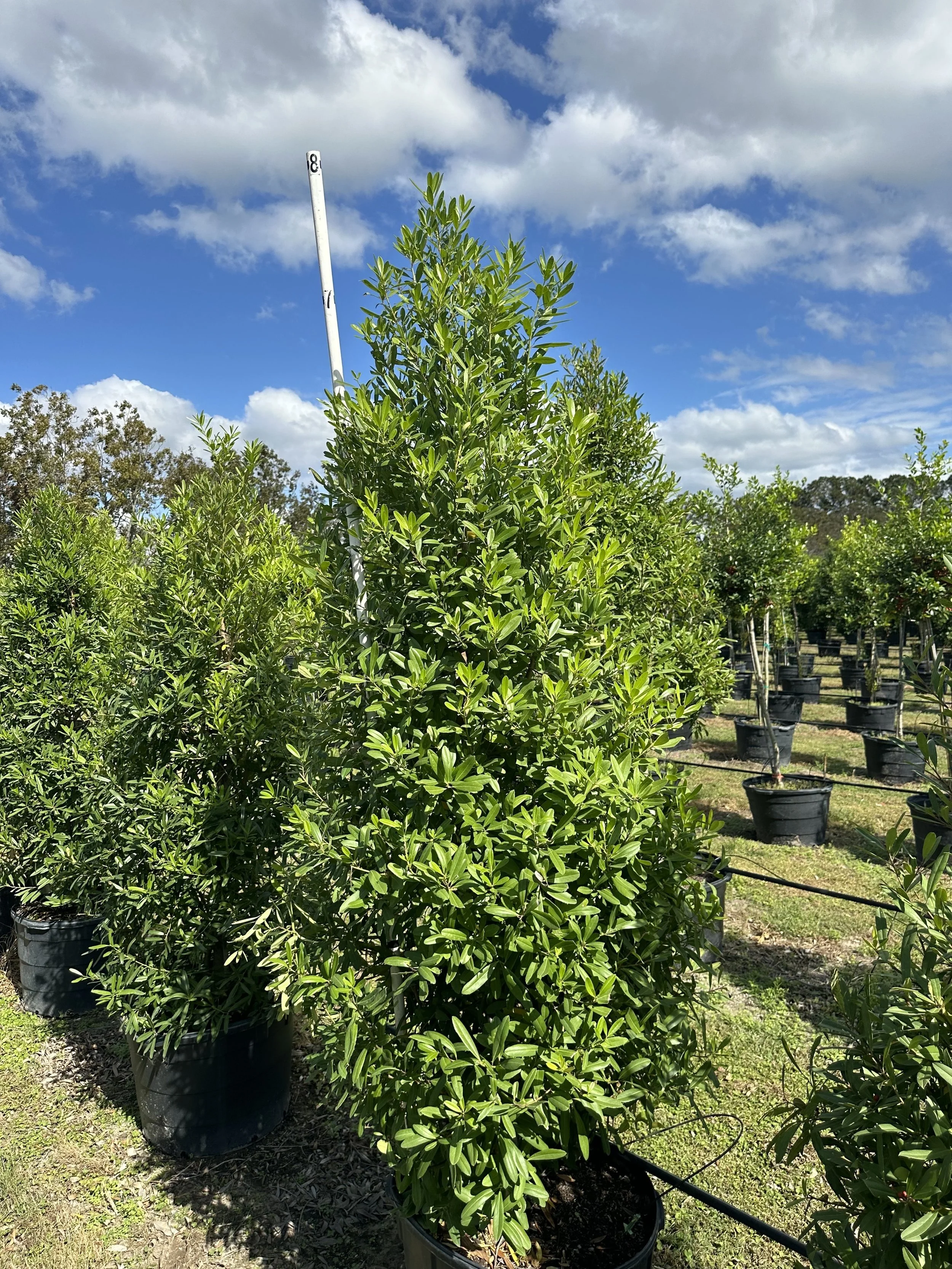 Eagleston Holly at Santa Fe Tree Company, Alachua, Florida