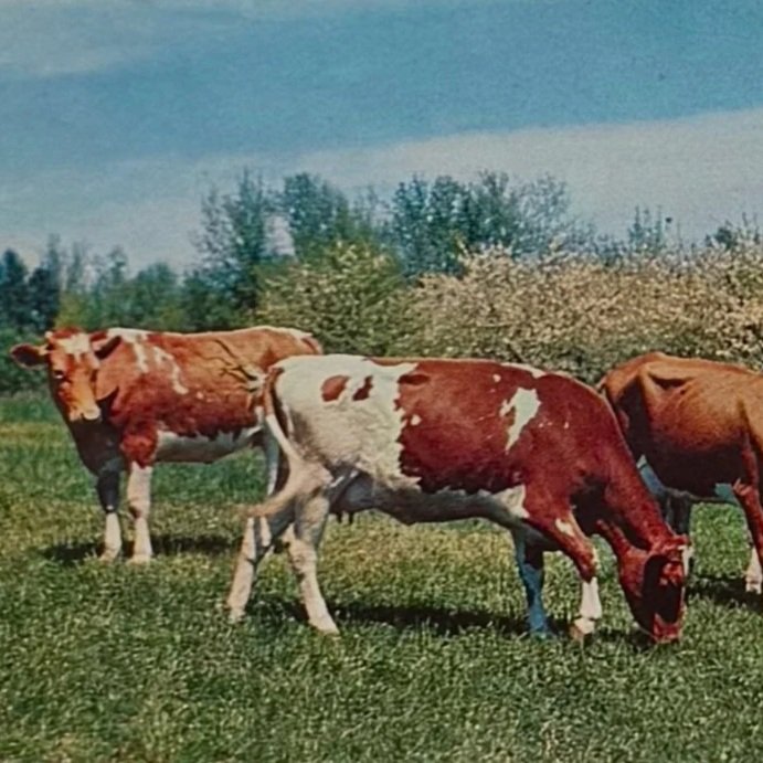 Cows grazing in a field under a blue sky with text "COME WITH FRIENDS."