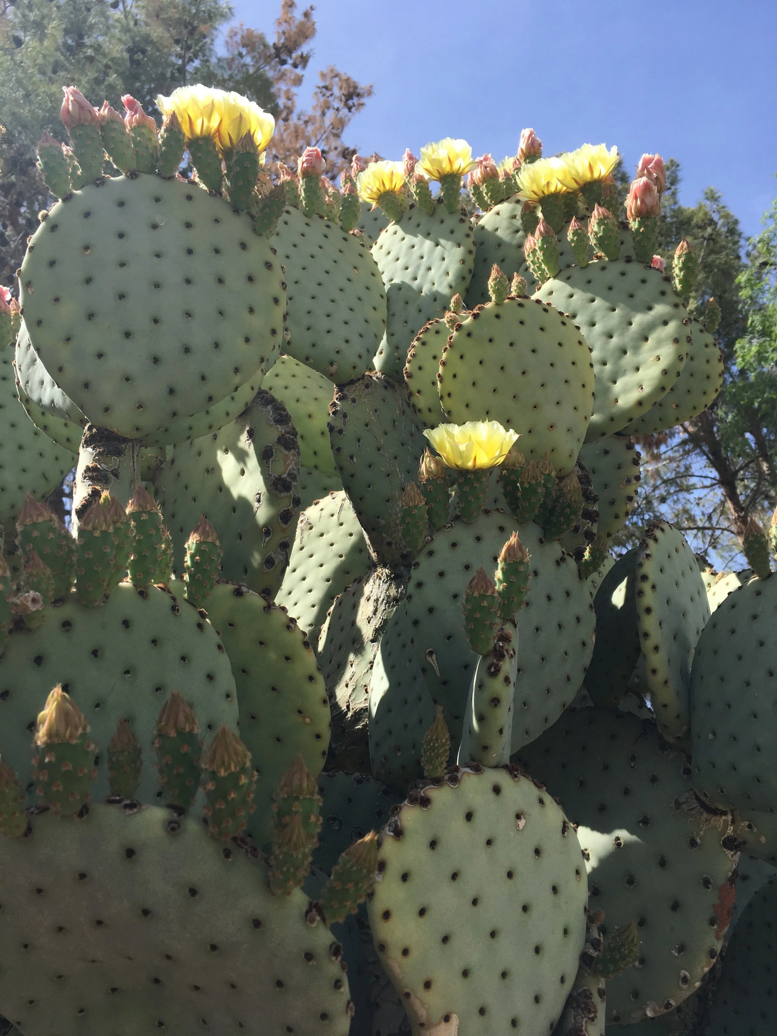 Scottsdale, AZ 2018 Spring flowering cacti
