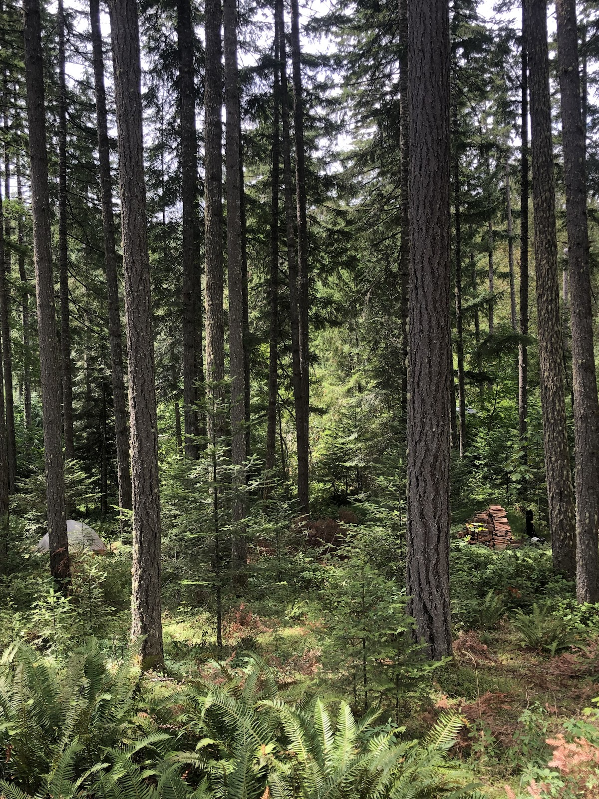 Introduction to Agroforestry