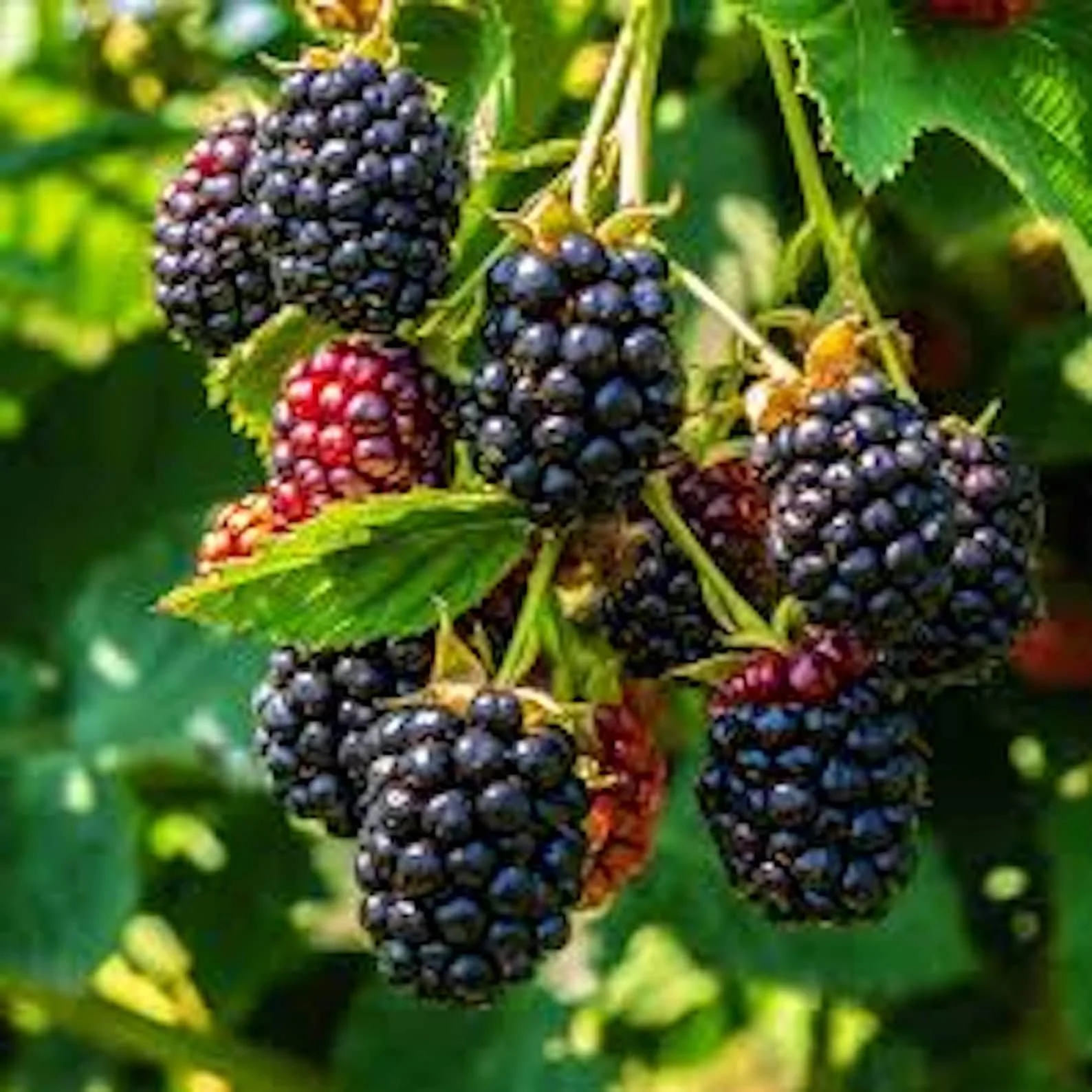 Thornless Blackberry Plants (Triple Crown) in One-gallon Pots