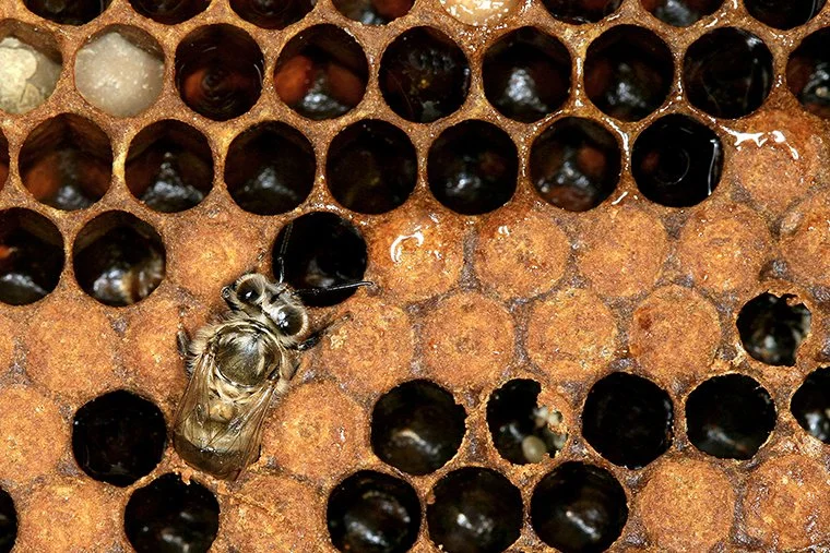 bees_760.jpg