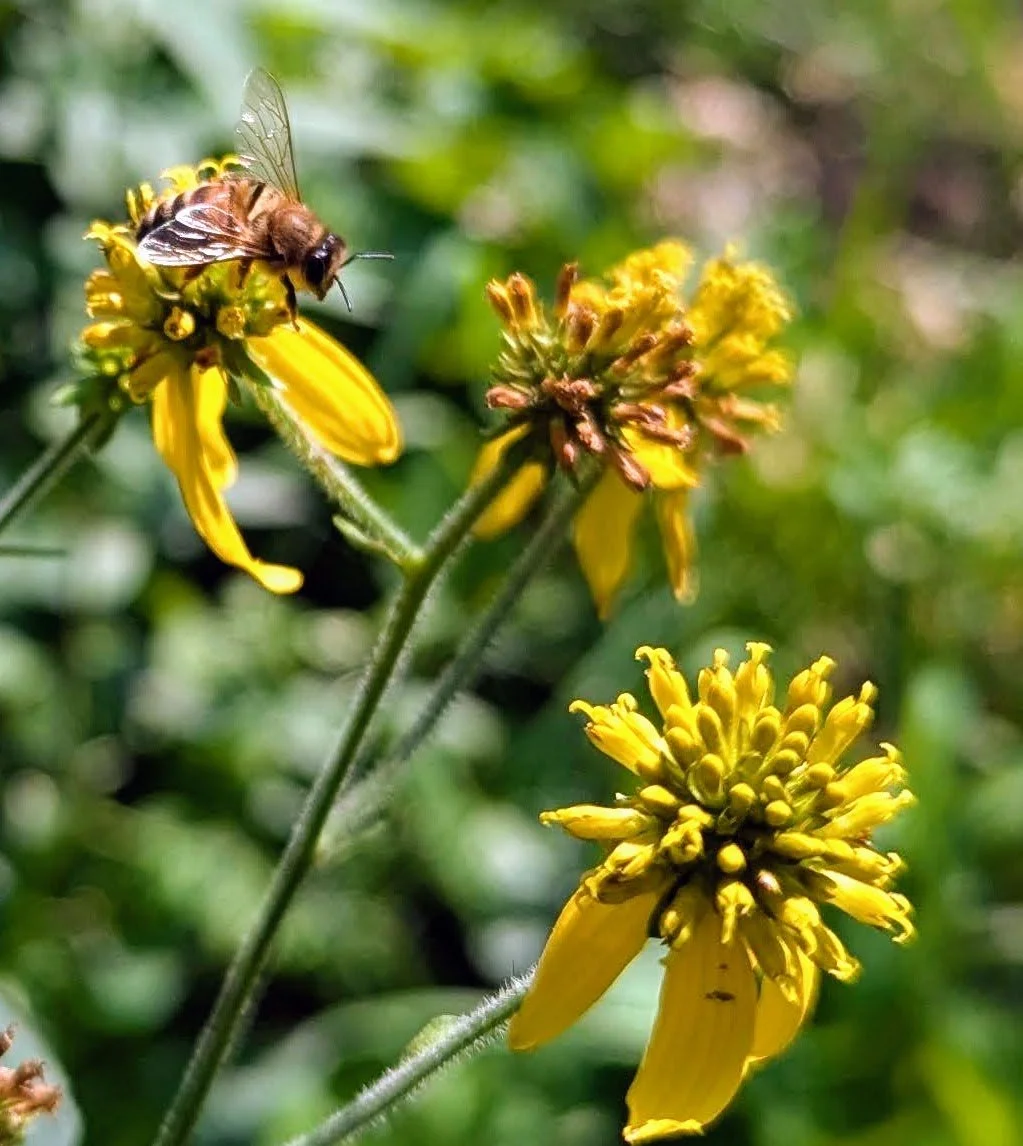 My bees love this Wingstem (Verbesina Alternifolia), a native Kansas wildflower in the astereceae family.  It gets its name from the winglike structures that run down the length of the stems.