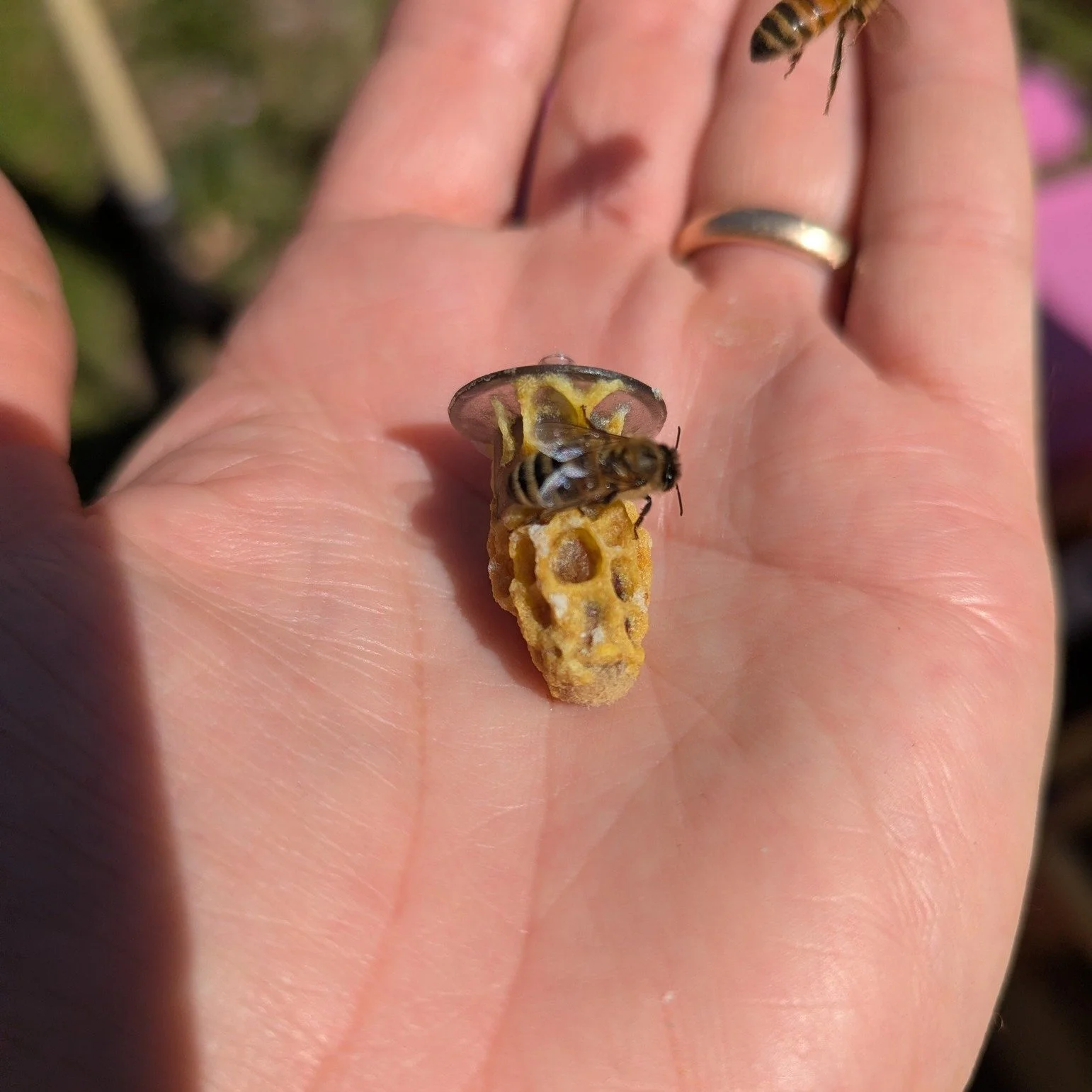 Many steps to raise a queen bee.  This queen cell is "ripe", meaning the new queen is set to emerge within the next 24 hours.

#queenbee  #queenrearing #beekeeping  #localhoney