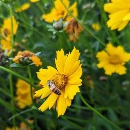 Lanceleaf Coreopsis in One-gallon Pots